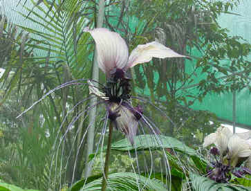One of the most stunning flowers in the world the Bat Plant!