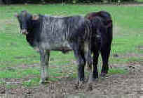 This pure Zebu heifer has both parents imported from USA