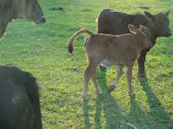 Imported Red cow's heifer calf