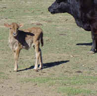 Heifer cow for sale